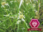 Preview: weißes Sternen-Sumpfgras - Rychnospora colorata